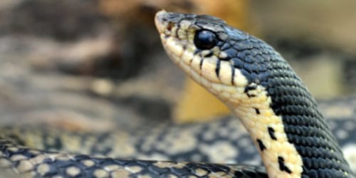 Books About Snakes snake closeup