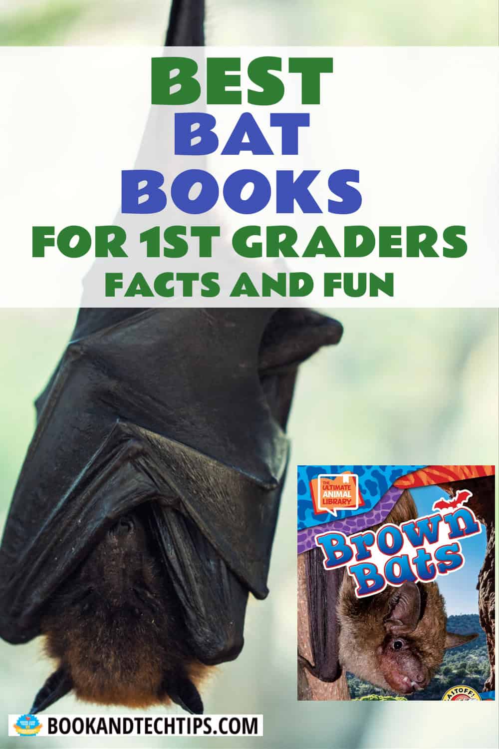Books About Bats for 1st grade